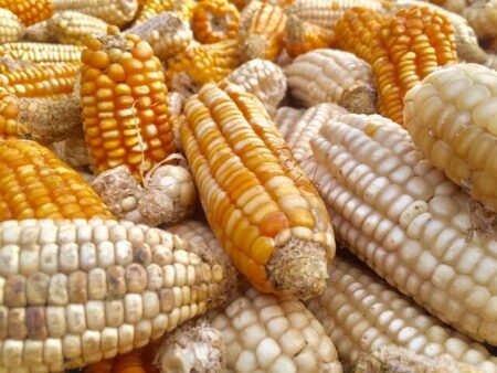 Suspension d'exportation de céréales au Mali