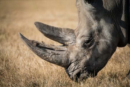 Les rhinocéros menacés d'extinction en Afrique du Sud