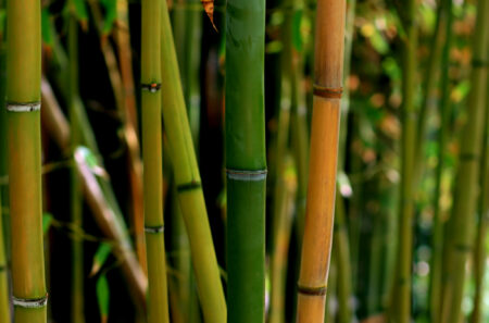 Une entrepreneure produit de l’énergie alternative a base du bambou en Ouganda
