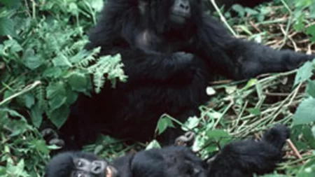 Premier congrès africain des aires protégées