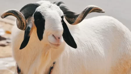 La tabaski sera célébrée au Bénin le samedi prochain dans un contexte de flambée des prix du mouton.