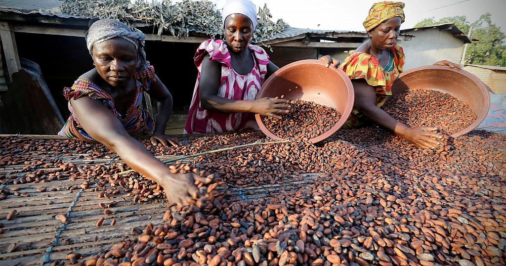 Le Ghana augmente le prix bord champ du Cacao