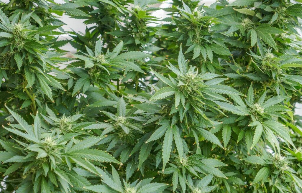The work of the new research laboratory for the development of cannabis to be built in Al Hoceima will cost 1.558 million dirhams (MDH). The aim is not only to develop this sector, but also to promote the conversion of farmers from illicit to legal, sustainable and income-generating crops.