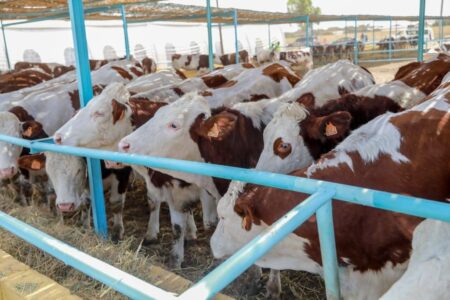 Senegal receives 1200 heifers