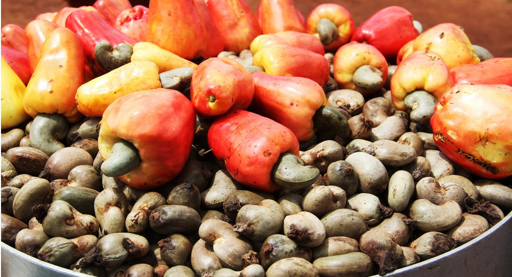 Benin: The cashew commercialization campaign for 2022-2023 starts this Thursday